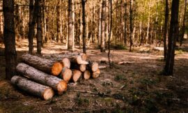 Estimating Wood Quantities for Construction Projects