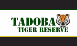 How to Do Tadoba Jeep Safari Online Booking Easily