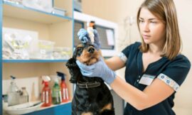 Fractures, Seizures & More: Why an Emergency Veterinarian Service Is Crucial for Pets