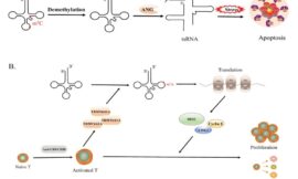 Advanced tRNA Modification Detection Solutions to Support Genetic Research