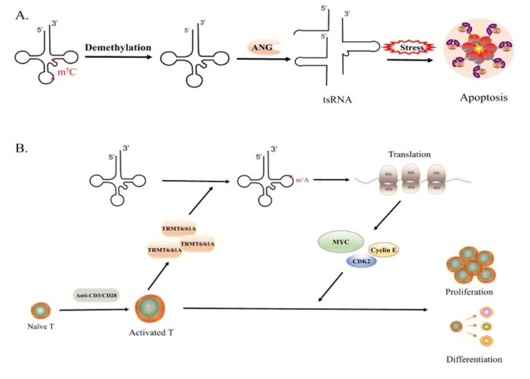 Read more about the article Advanced tRNA Modification Detection Solutions to Support Genetic Research