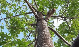 Nachhaltige Holzversorgung mit Paulownia: Die Zukunft mit ecoTrees AG