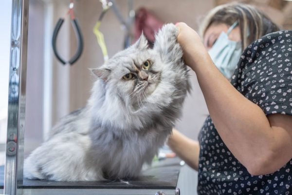 best dog groomer san diego