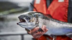 Global Salmon Market