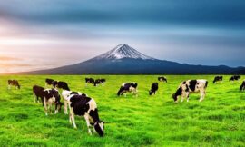 A2 Cow Milk in Delhi – Pure, Healthy, and Delivered Fresh by Dairyjoy