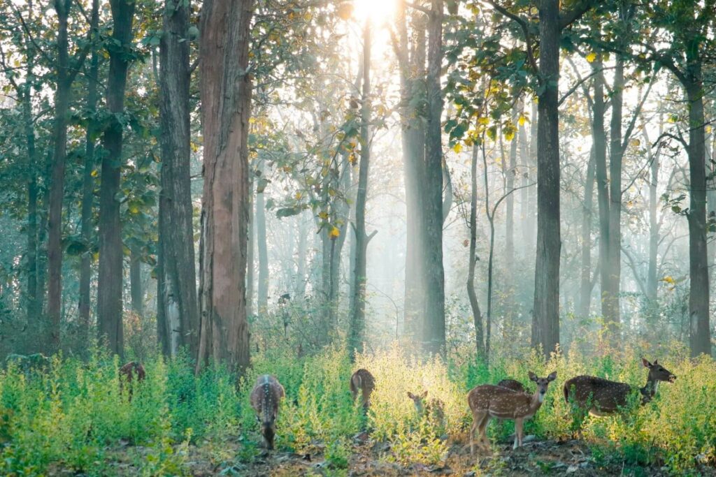 nagarahole-national-park-mysore-tourism-header
