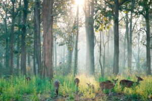 nagarahole-national-park-mysore-tourism-header