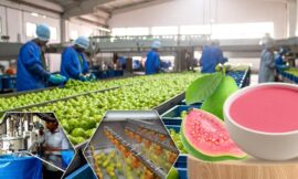 Role of Shimla Hills’ Guava Pulp in Modern Food Processing Industry