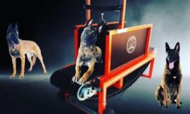 Dog Treadmill for sale at treadmillfordogs.com