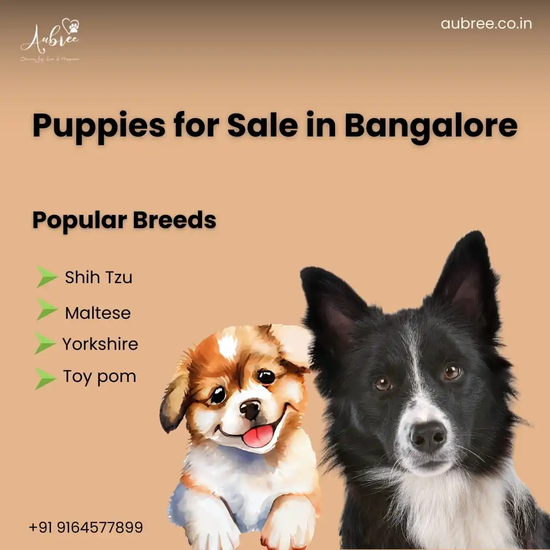 Premium Puppies for Sale in Bangalore | Aubree.co.in