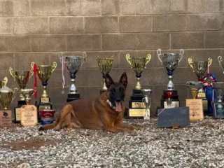 Prestige-Protection-Dogs-image