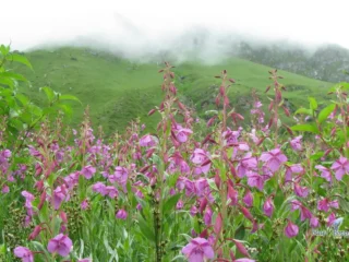 Valley-of-flowers-44