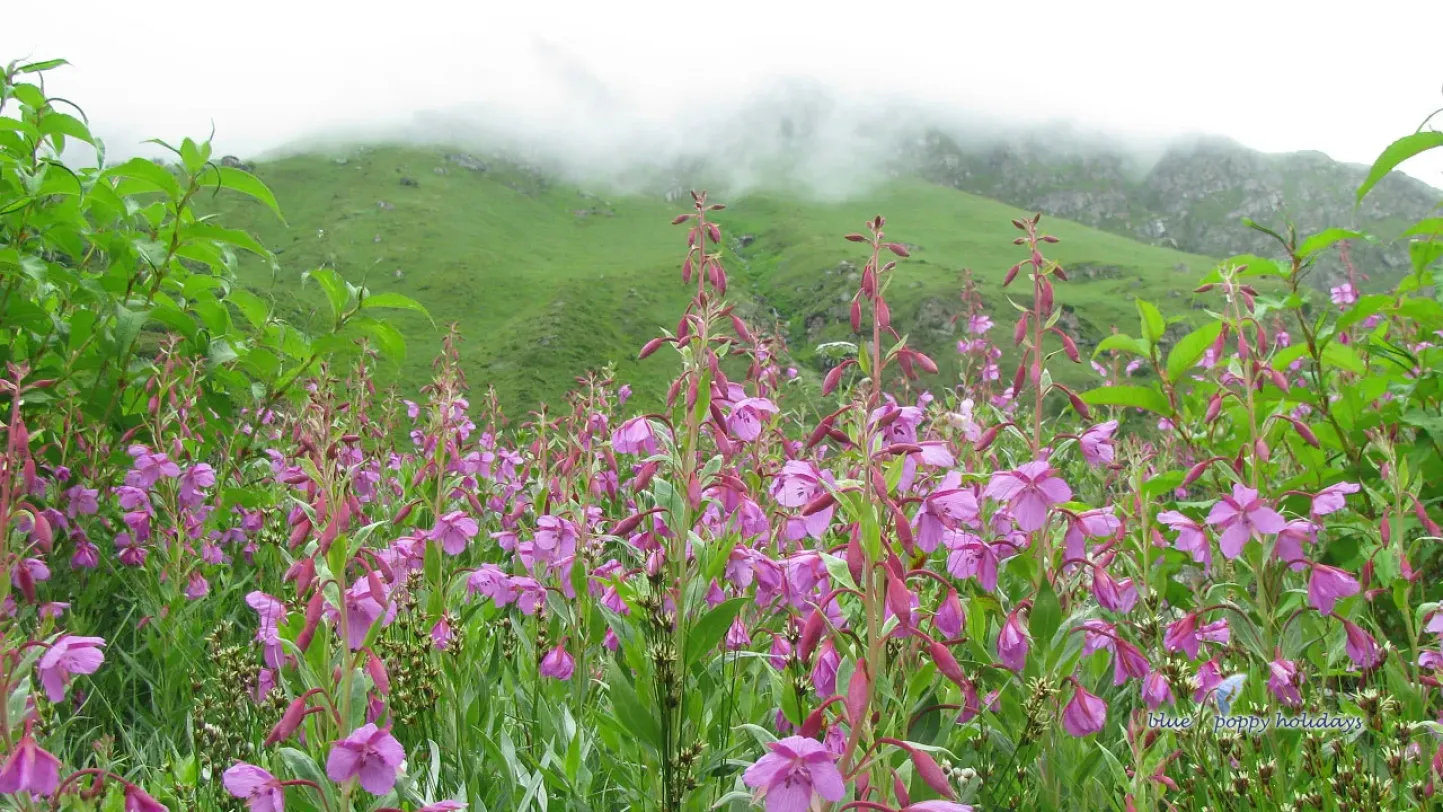 Valley of Flowers From Haridwar