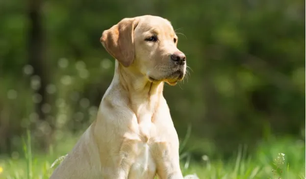 Professional Dog Training in California & Texas | Expert Puppy Training in California & Texas | Prestige K9