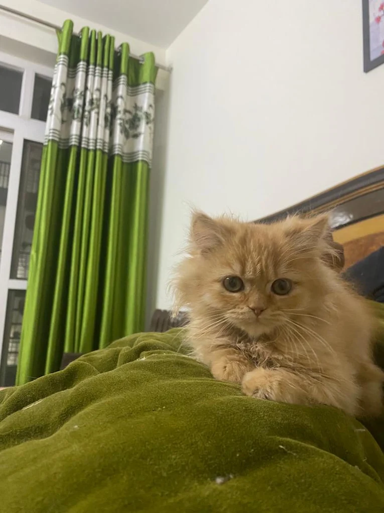 Cat shop in Dehradun