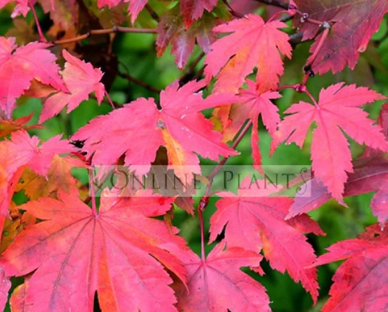 Japanese Maple Australia, Premium Acer Trees Collection – Online Plants