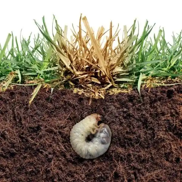 Keep Your Grass Green with Effective Grub Control Services