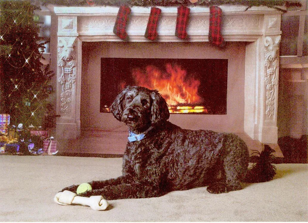 Giant Schnauzer and Poodle Mix Puppies – Deb’s Doodles