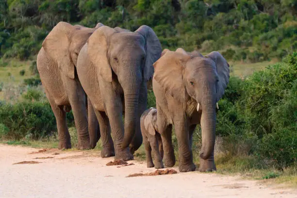 Top Budget-Friendly Things to Do in Cape Town on Cape Town Day Tours