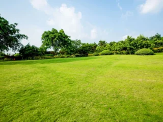 lawn-services-saginaw
