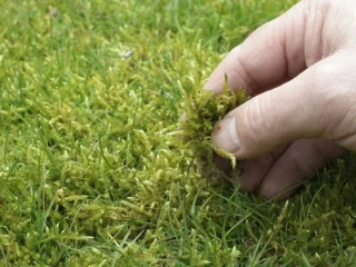 moss-control-near-me