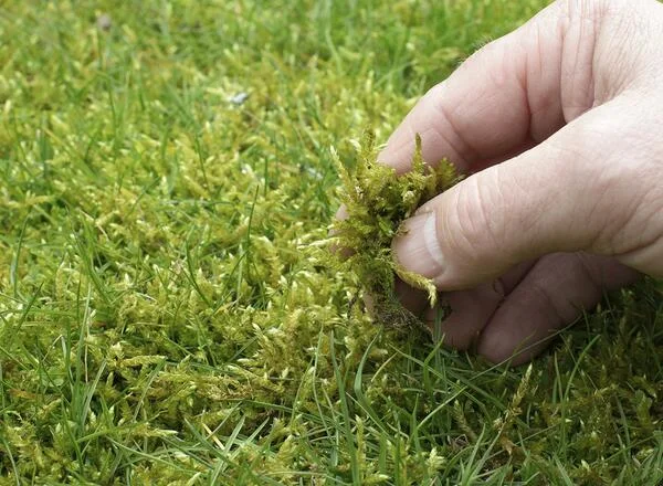 Trusted Local Moss Removal Specialists