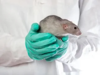 rodents-and-possums1