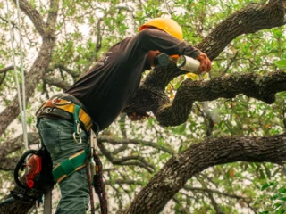 67f829f93438a1a0540d5cf1_tree-scouts-tree-climber-in-a-tree-sealing-an-oak-tree-wound-atf-image