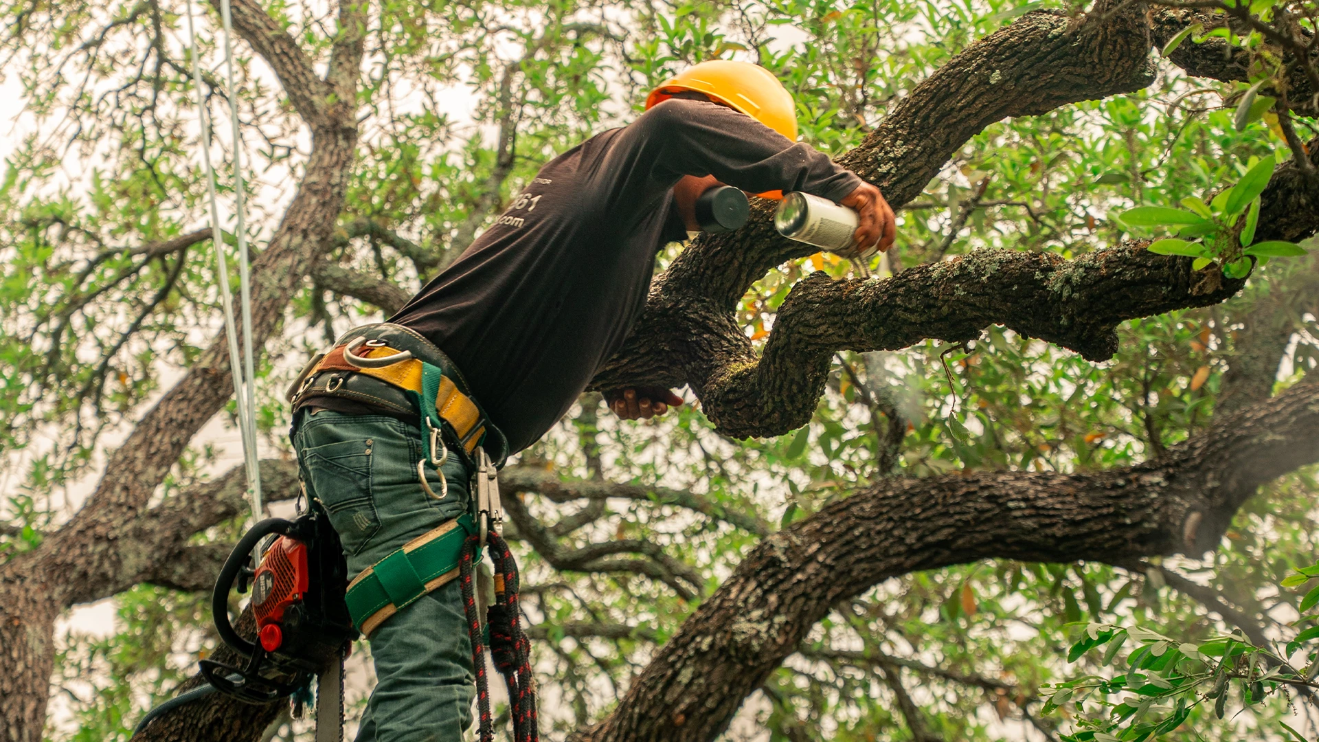 Maldonado Tree Service LLC