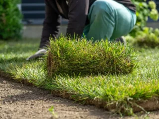 68111748401cd87f27640cce_cost_of_sod_vs_seed-1
