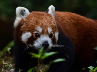 73cf5bd1-cb0b-4e56-81d2-f3605e4108bc_33d4945e-65af-4a92-a607-dcc446ed744a_sandakphu-2-1-1