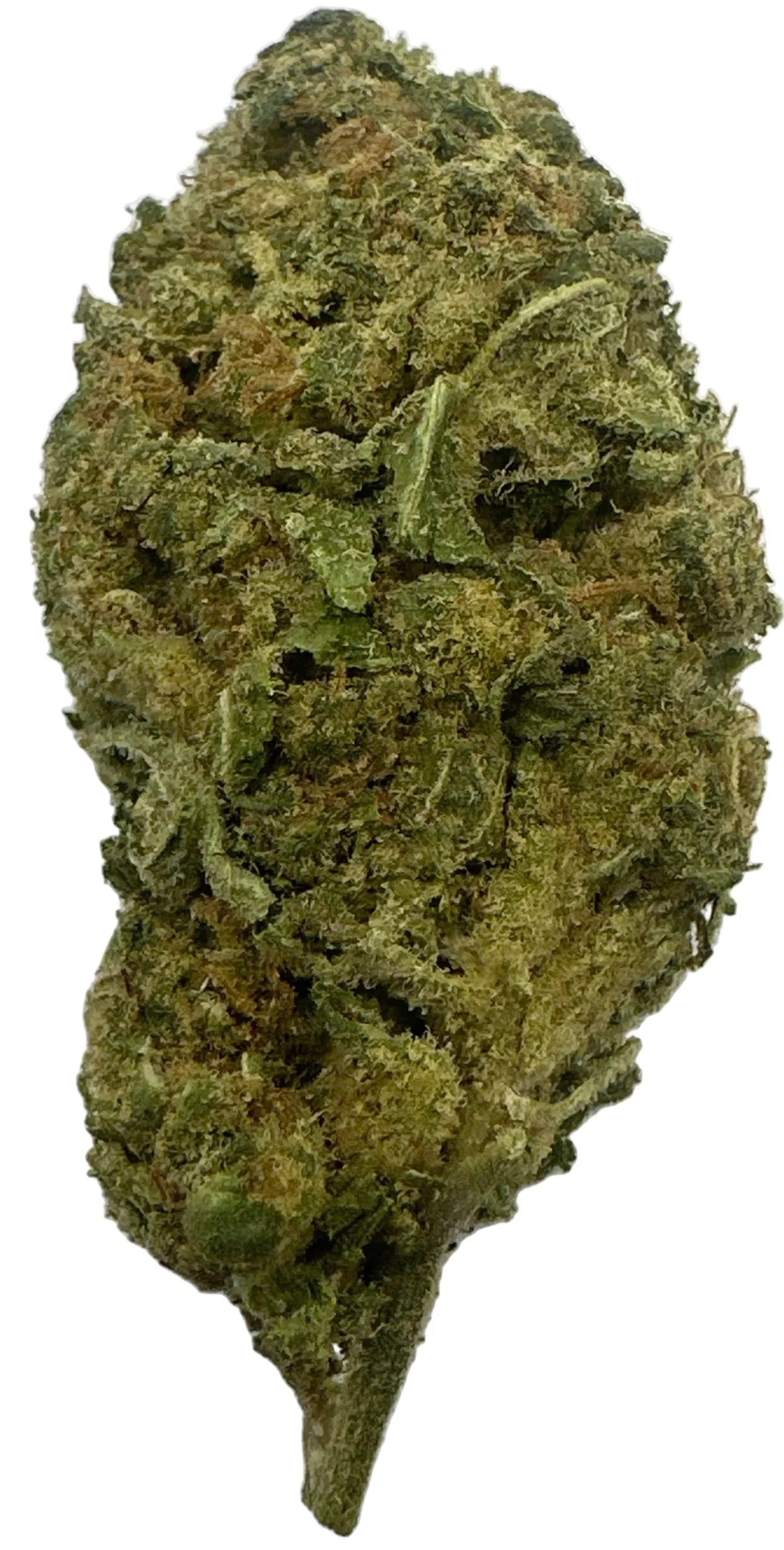 White Russian(Hybrid/Sativa)