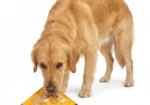 Herby Pizza™ Lick Mat