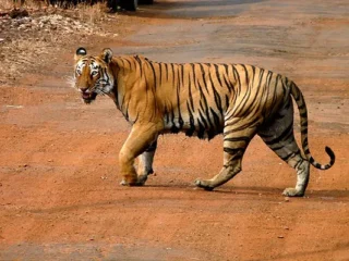 Valmiki-National-Park