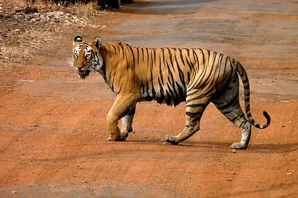 11-Day North India Wildlife Tour in 2026