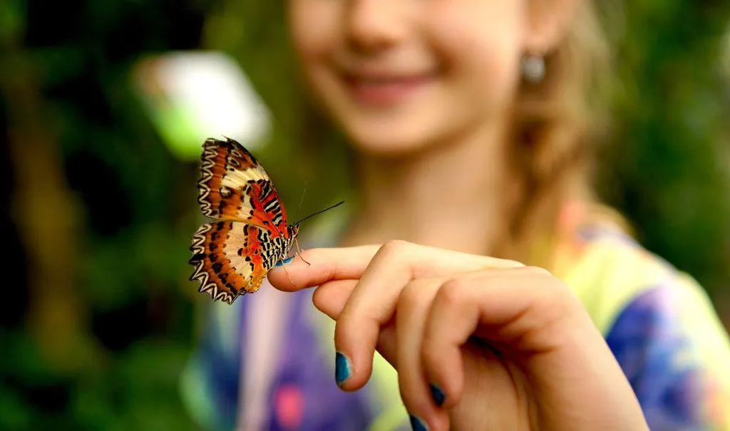 Best Butterfly Experience in Tanzania on Safari in Tanzania