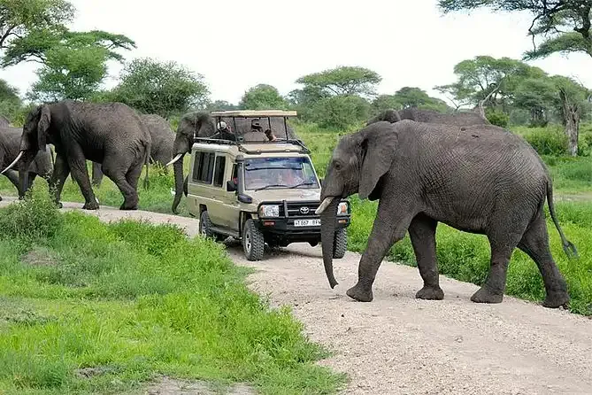 Best Time to Visit Tanzania Month by Month with Best Tanzania Safari