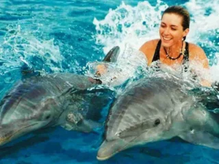 dolphins1