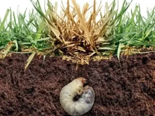 grub-control-near-me-saginaw-mi-1