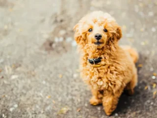 imgi_6_looking-up-brown-cute-poodle-puppy-sitting-ground_8353-6012