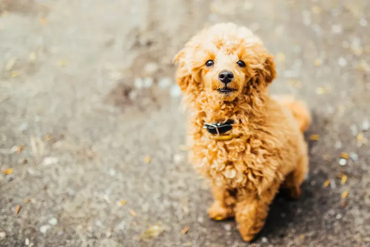 Cavapoo Puppy Dubai | Petholicks