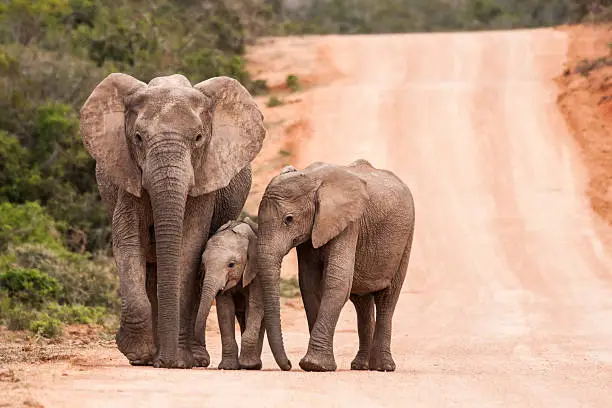 Top 5 Insider Secrets for South Africa Safari in Addo Elephant National Park