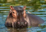 Wine Tasting on Cape Town Safari Tours You Should Not Miss