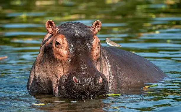 Wine Tasting on Cape Town Safari Tours You Should Not Miss