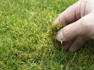 moss-control-near-me-1