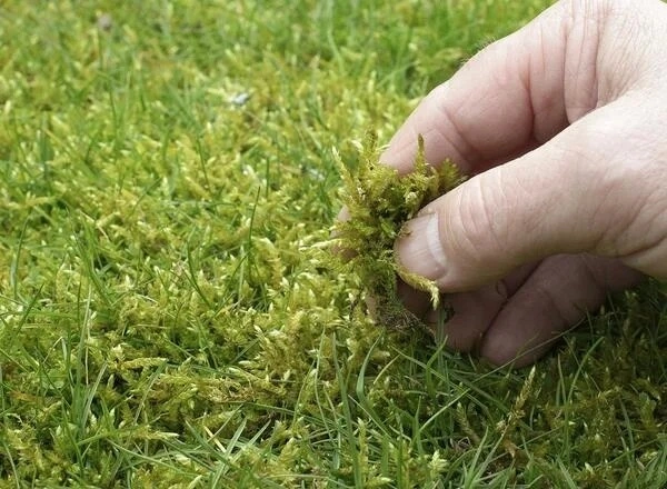 Trusted Local Moss Control Specialists