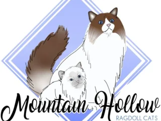 mountain-webp