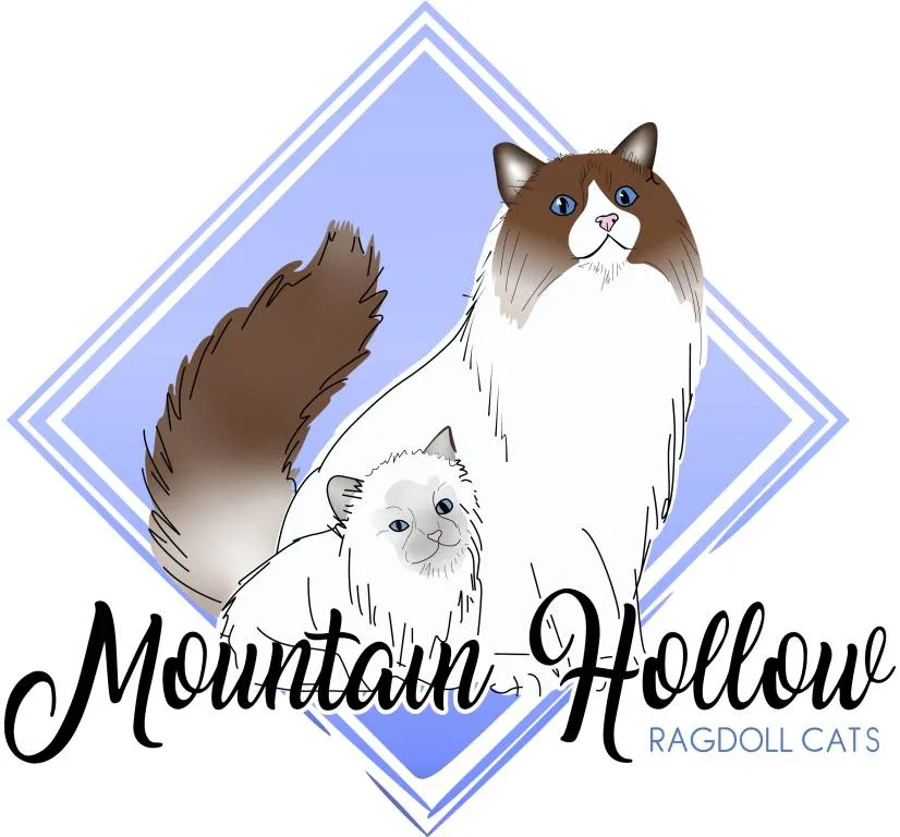 Mountain Hollow Ragdolls Registered Cats and Kittens