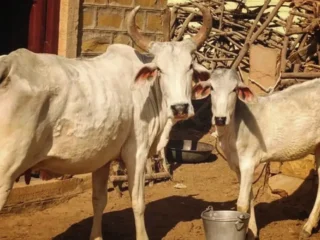 Gua-Daan-Delhi-Gaushala-donation-f-1