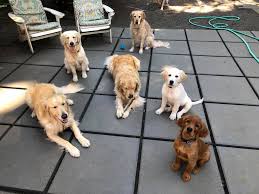 Wag-Along-Pet-Care1